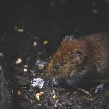 Mole and vole