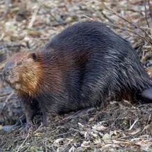 Muskrat and beaver
