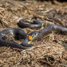 Snake